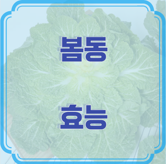봄동의 효능 – 겨울을 이겨낸 영양 가득한 채소
