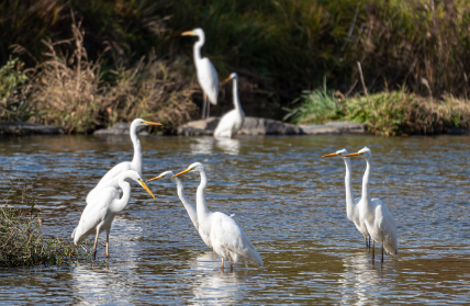 초보자를 위한 새나 곤충 관찰 기초 가이드