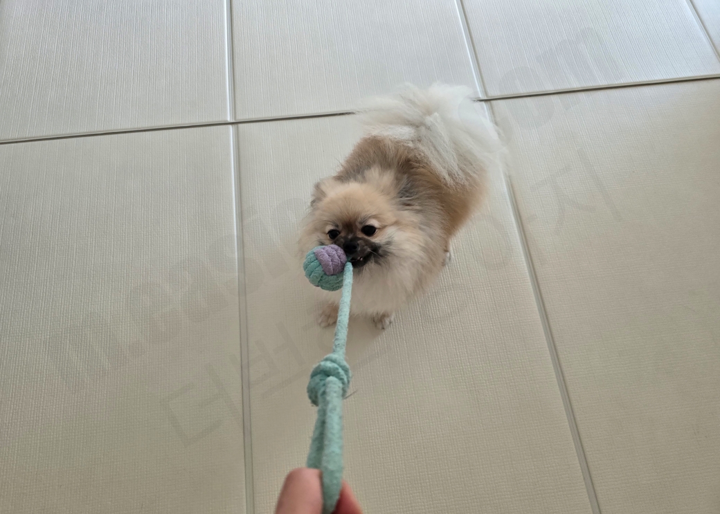 필사적으로 터그 놀이를 하는 강아지