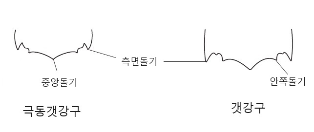 극동갯강구와 갯강구