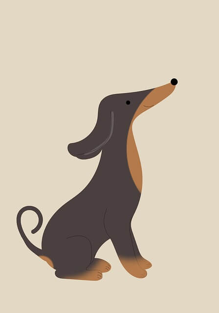 강아지 여름 보양식