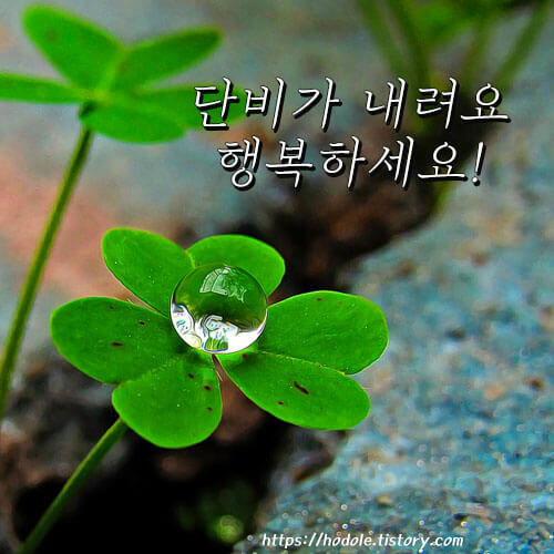 클로버