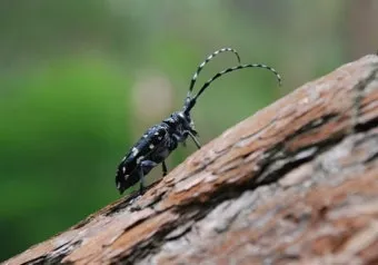 곤충 종류와 특징 생김새 습성 먹이 요약 정리_17