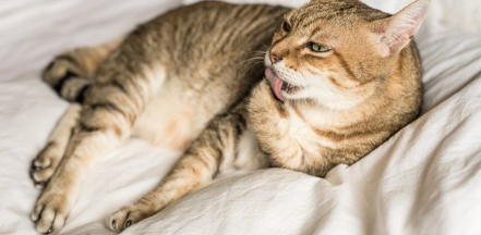 앞다리를 핥는 고양이.