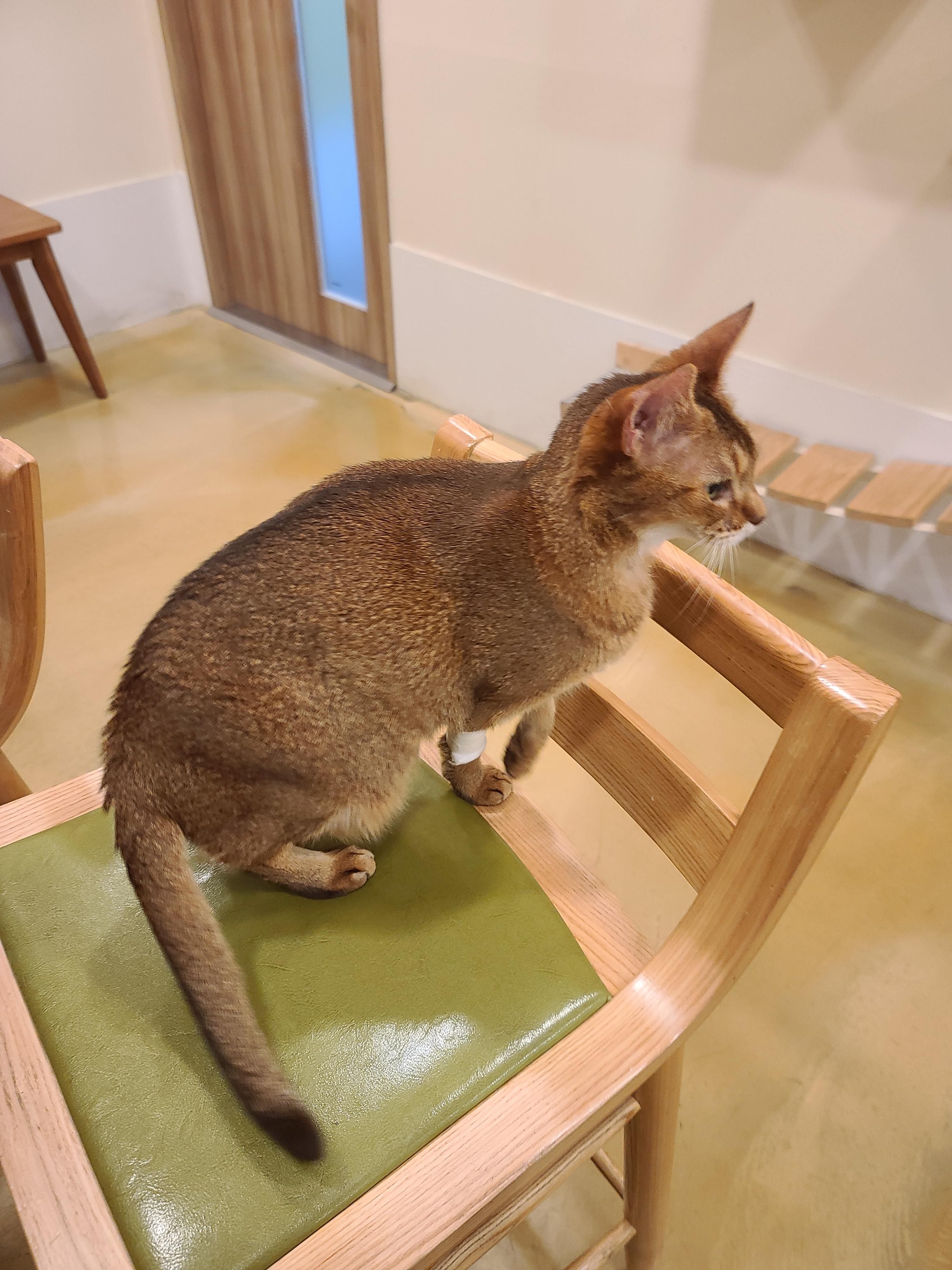 루디는 결국 병원행 ㅠ(feat. 혈액검사 결과)