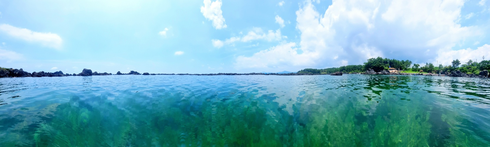 제주 도리빨