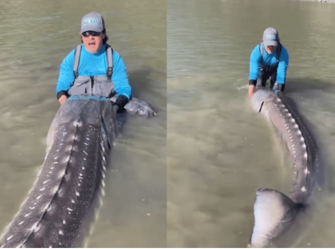 세상에서가장 큰 민물고기 5종