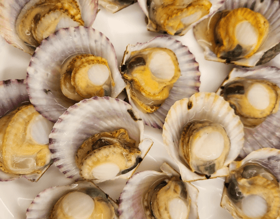 3월 제철음식 쭈꾸미 도다리 봄동 달래 냉이 방풍나물 미나리 가리비 참나물