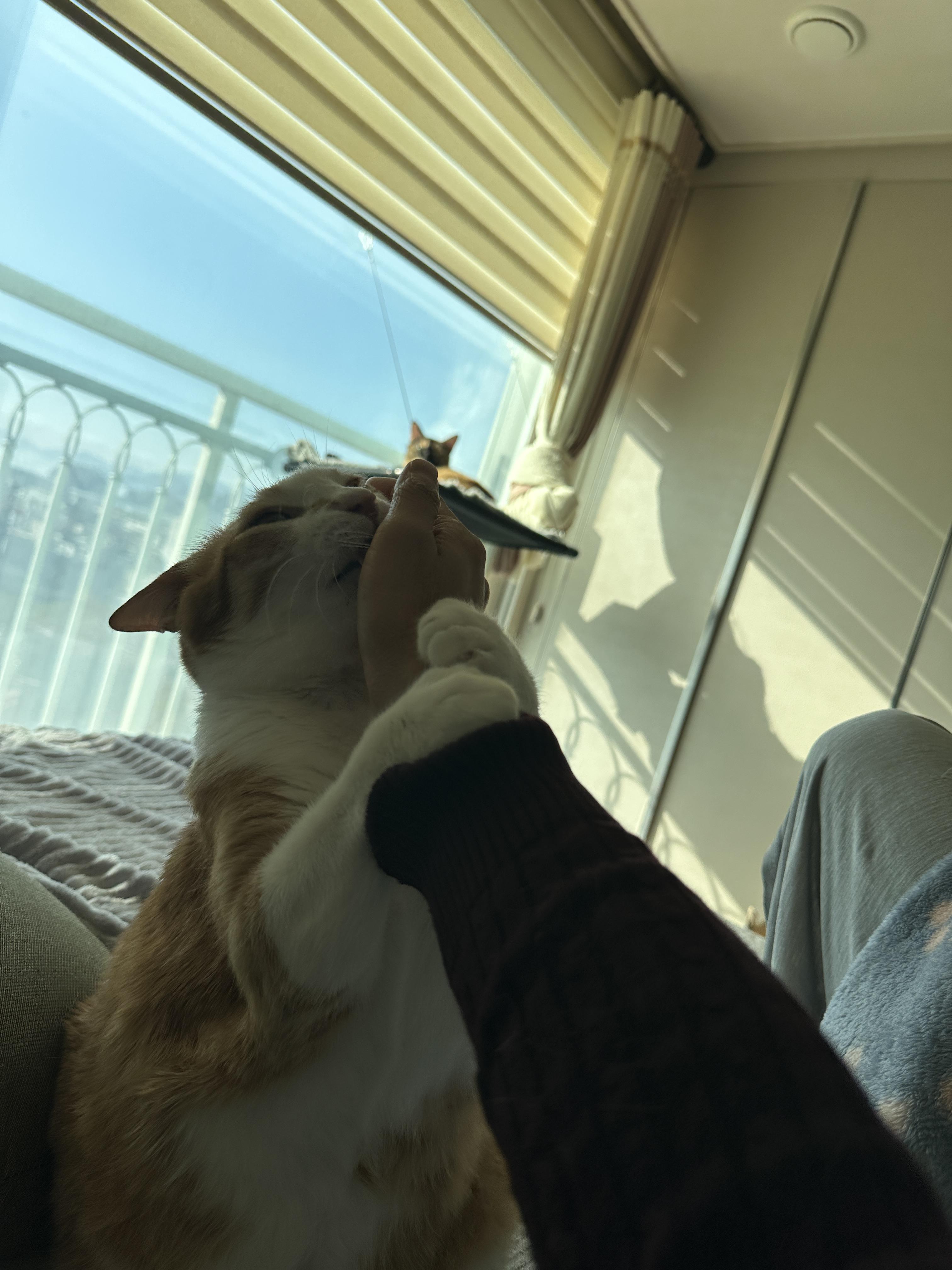 호야는 그루밍으로 애정표현을 한다.