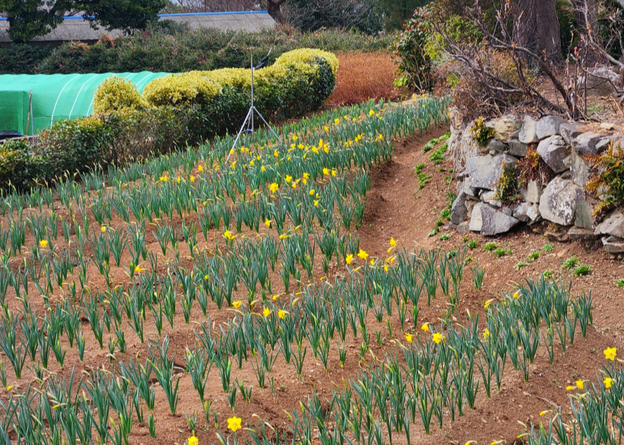 공곶이 수선화15