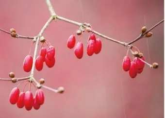 산수유 효능 부작용 섭취방법 1일 섭취량_1
