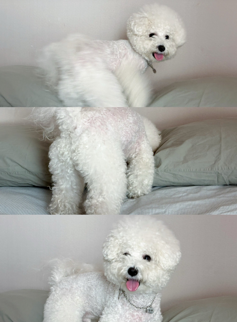 딸이 키우는 강아지 사진