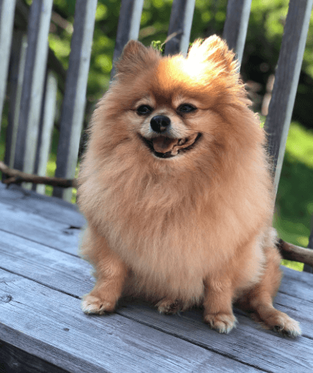 애완용 강아지 종류 및 특징 정리 - 소형 강아지 종류