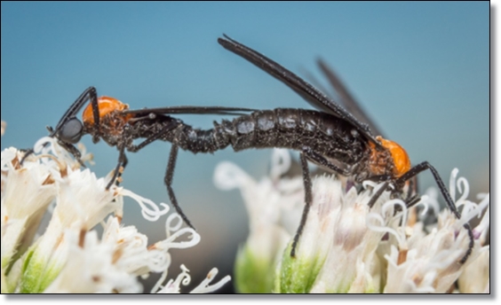 봄 가을의 불청객 러브 버그 퇴치/생태/행동/피해/예방/공존의 필요성