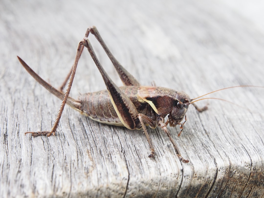 Grasshopper