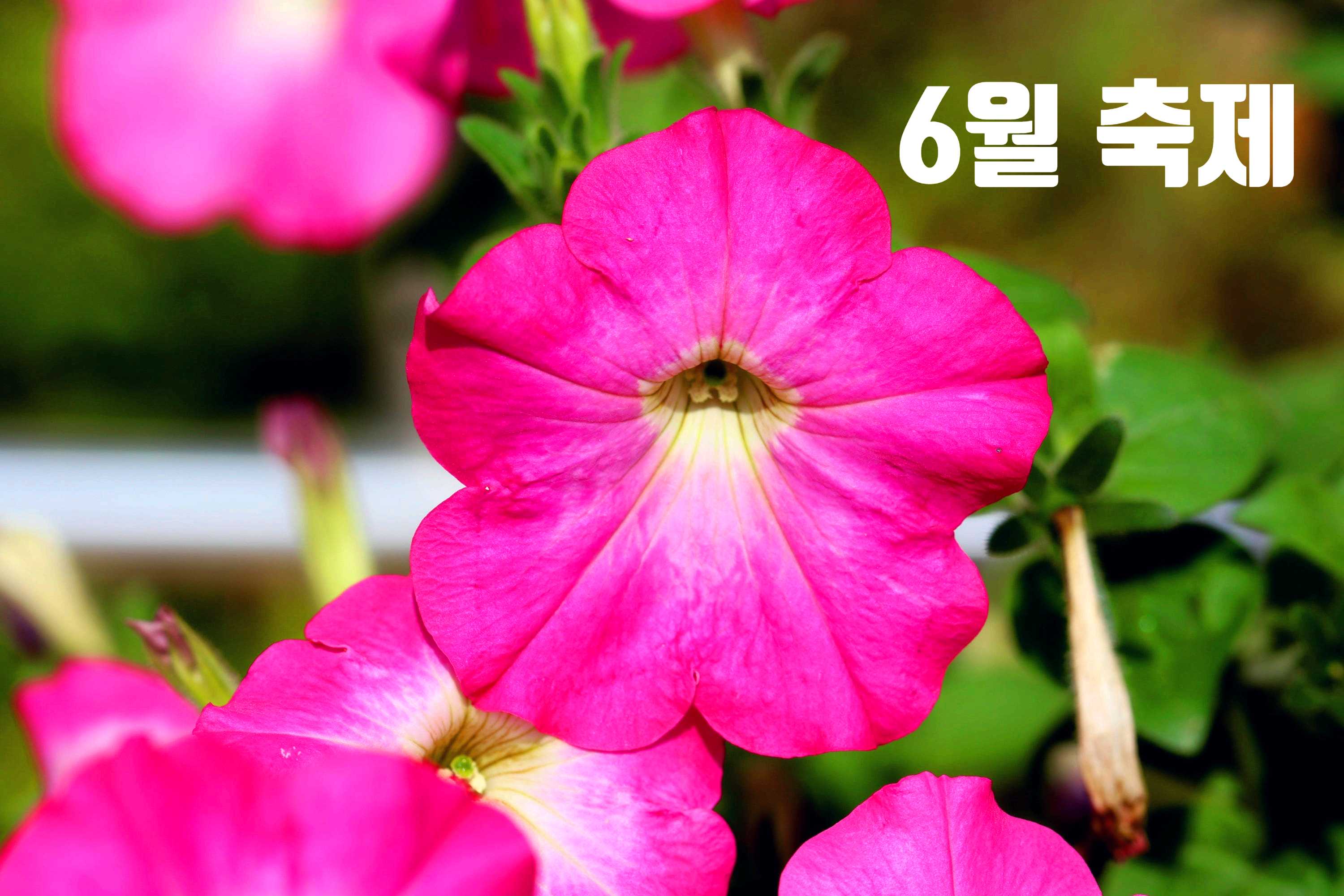 6월축제