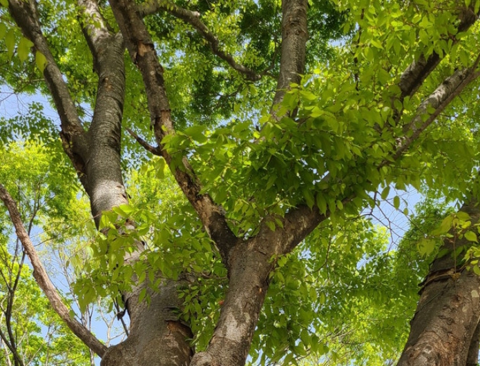 한국의 떡 종류 느티떡