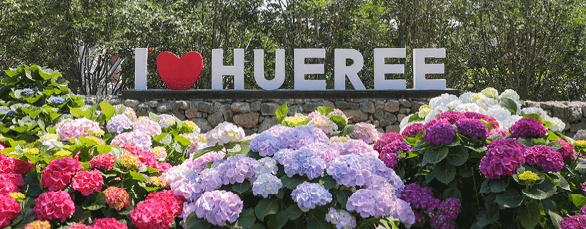 휴애리수국축제