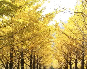 홍천 은행나무숲_21