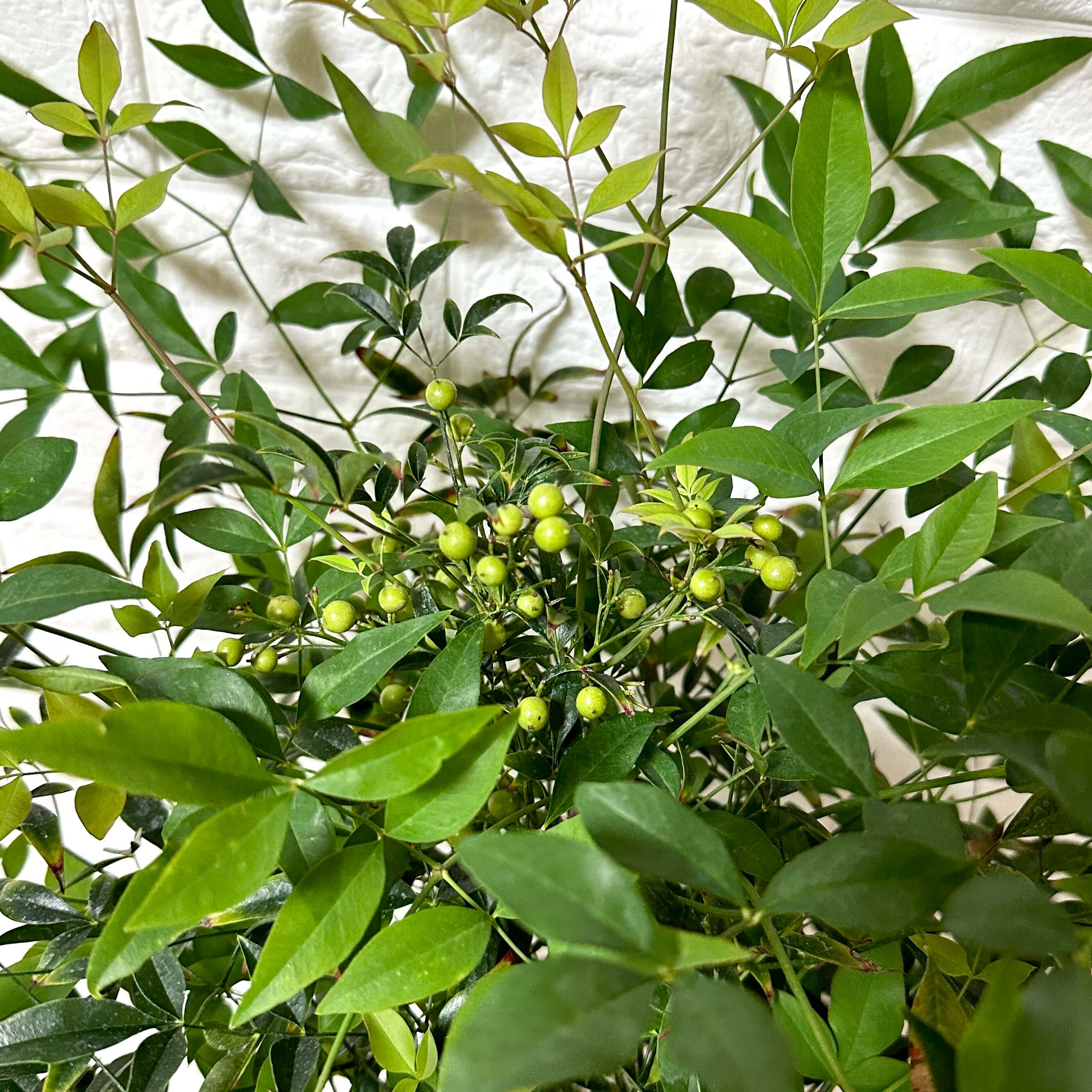 남천 나무 키우기