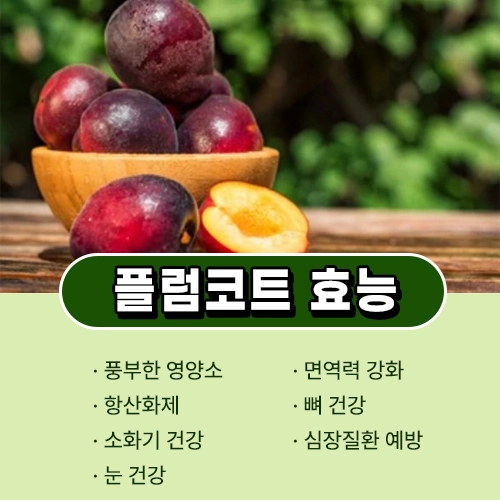 플럼코트 효능