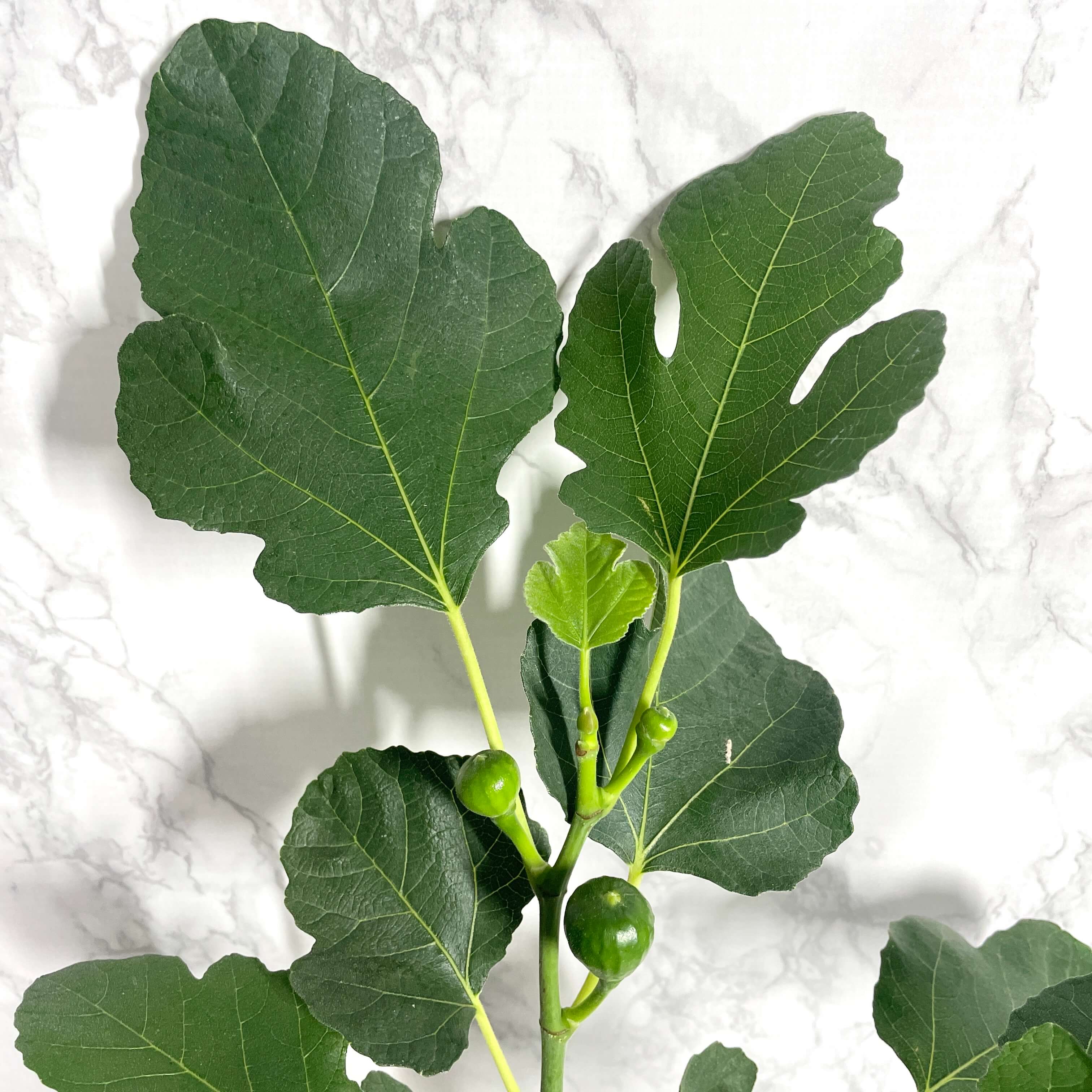 무화과열매 묘목 나무 키우는 방법