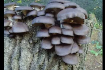 느타리버섯 재배 배지 수분 온도 관리 초보 성공_3