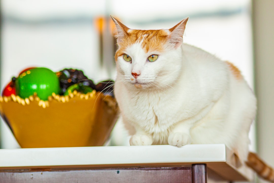 Cat food
