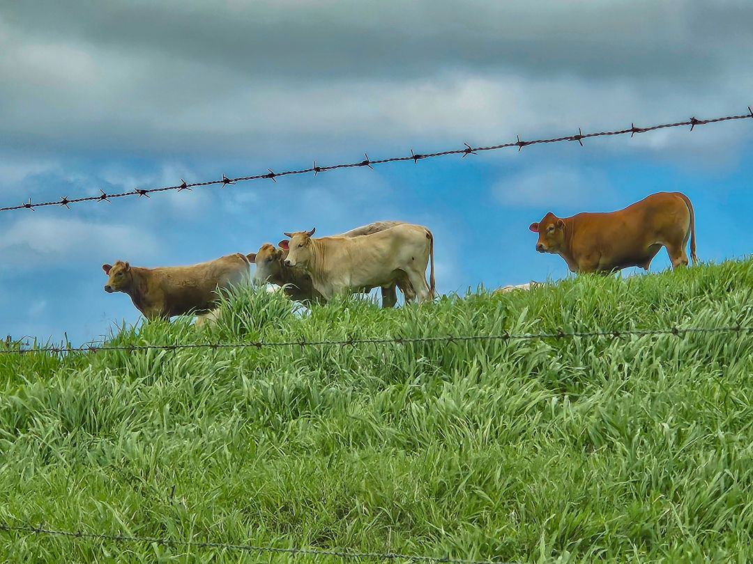 하와이 사우스 포인트 소