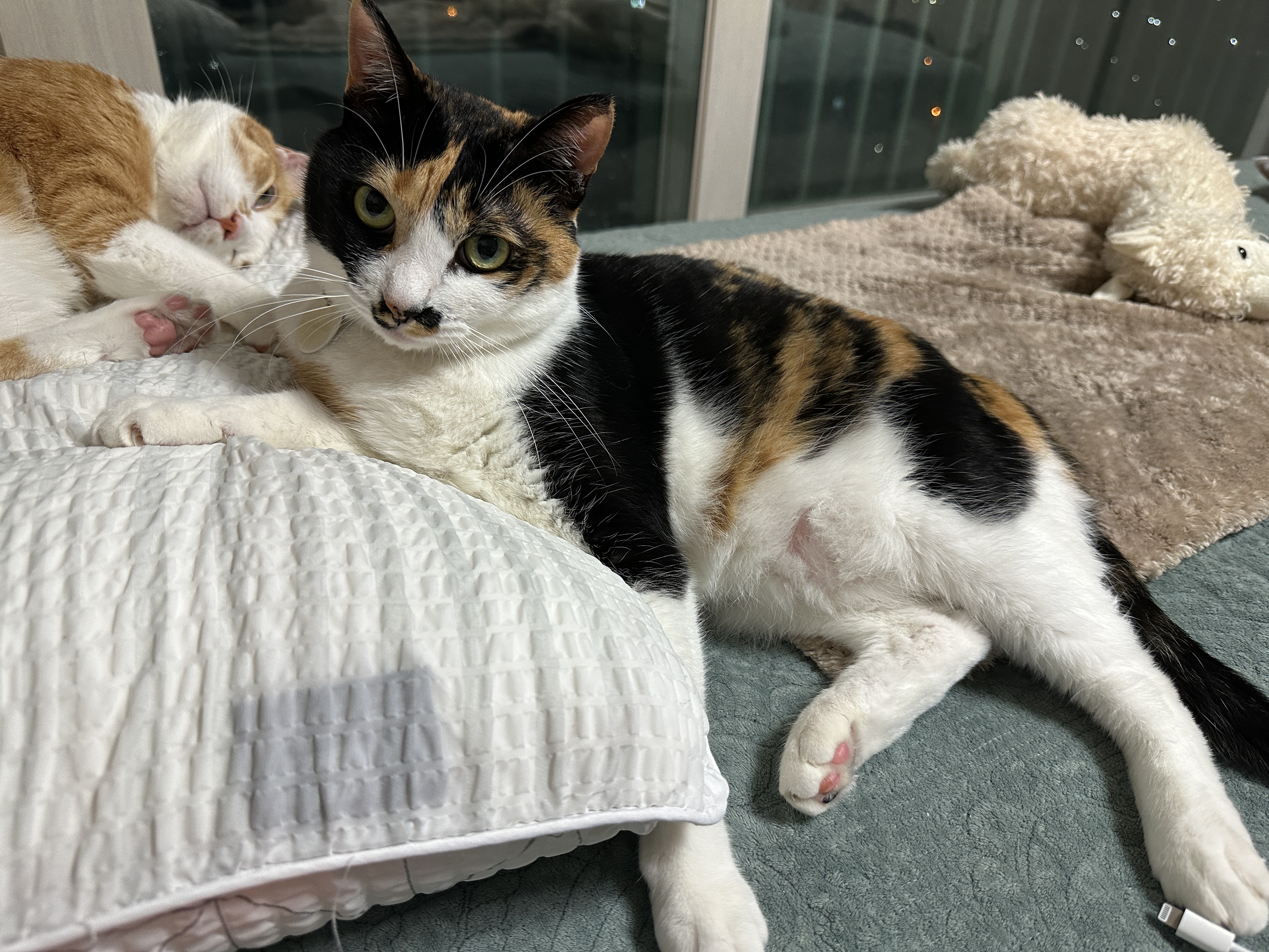 라임색_이쁜_눈동자에_진한_삼색이_코트를_입은_정말_예쁜_삼색이_다다와_다다_뒤에서_자고_있는_호야의_분홍_젤리와_분홍코