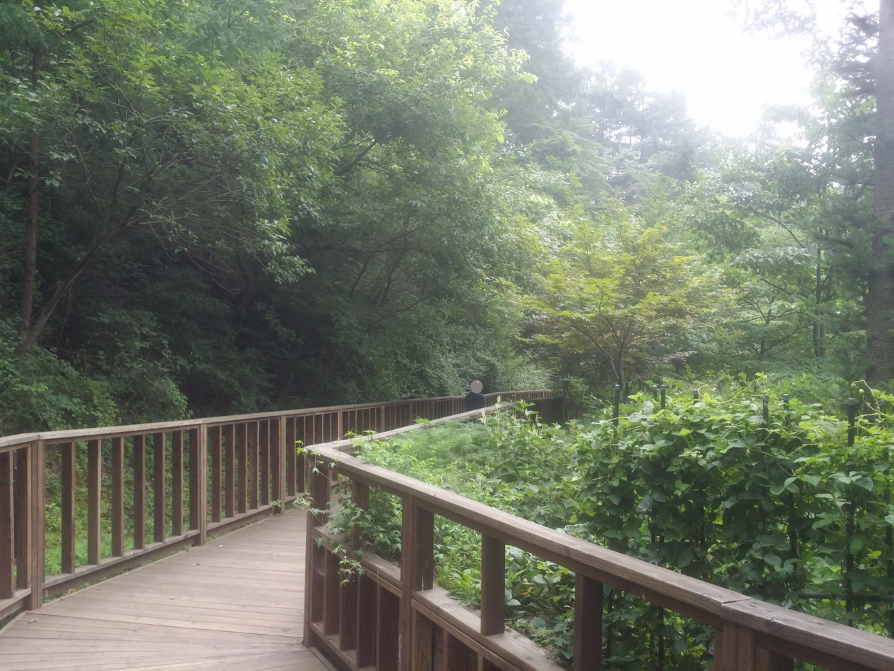 유명산 자연휴양림