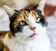 고양이의 치매 조심해야 할 고양이의 행동 변화