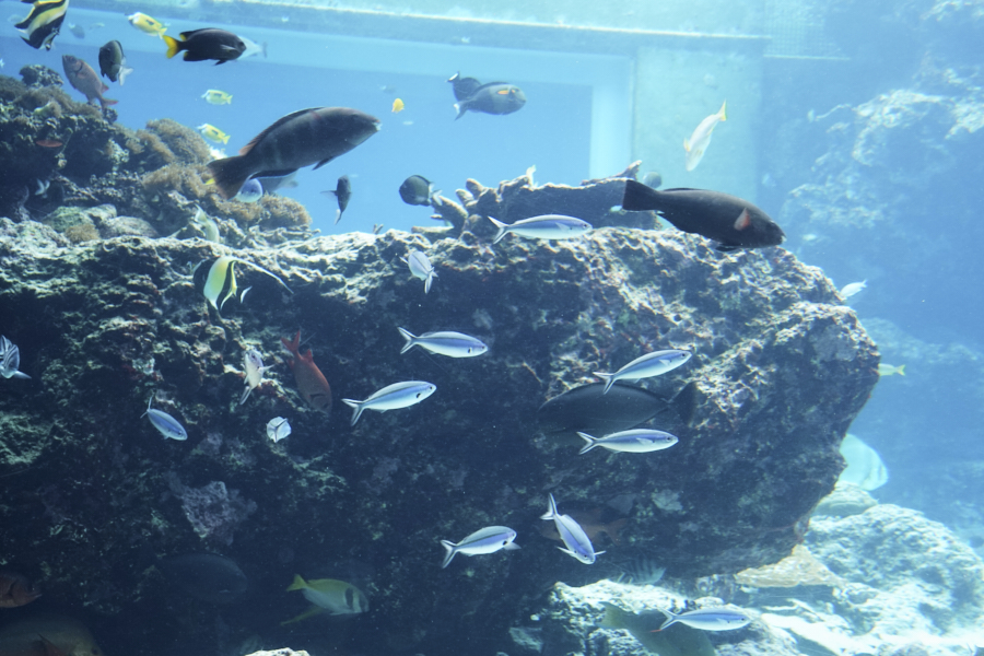 오키나와 츄라우미 수족관 해양생물들