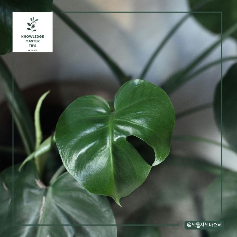 몬스테라 잎 찢어짐 없음