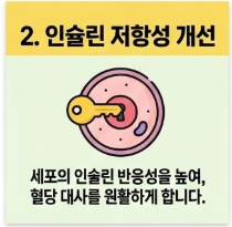 바나바잎 추출물 코로솔산 효능 5가지 상세 분석