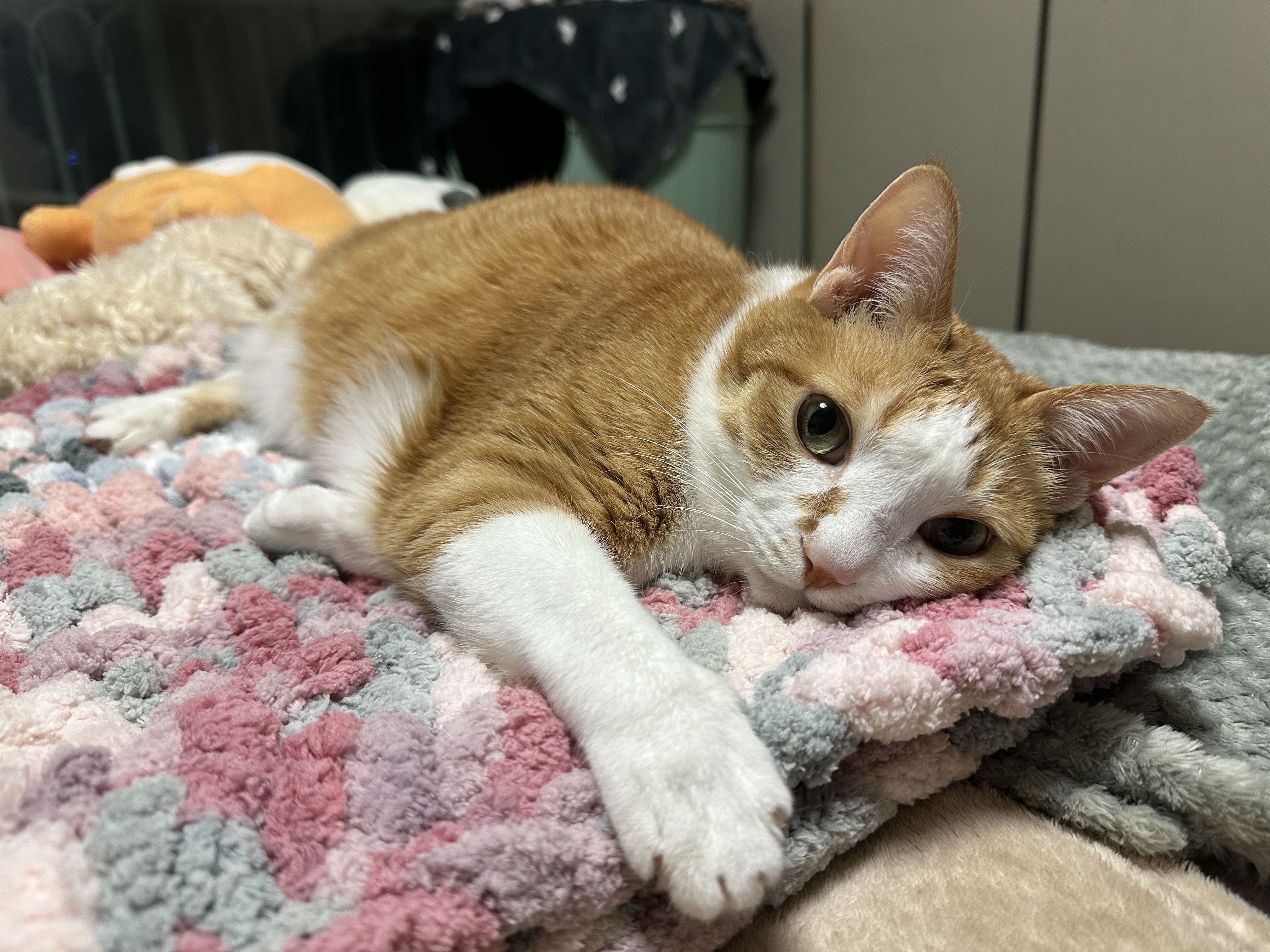 엄마가_만든_청키수면사_담요가_너무_맘에_드는_호야_1