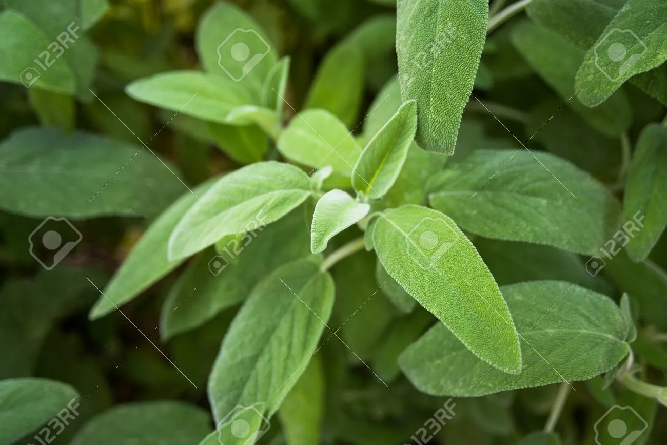 세이지 재배 삽목 번식 배수성 좋은 흙 가지치기_1