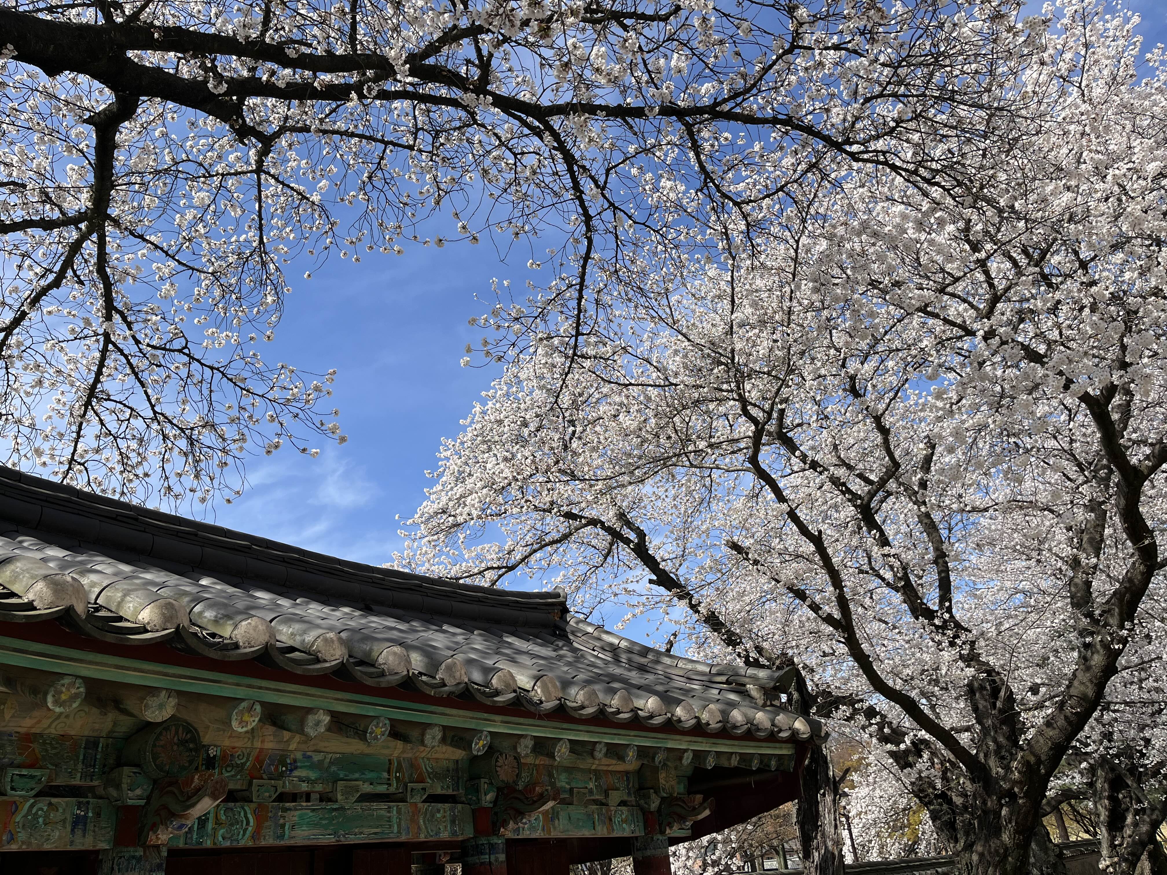 경주 벚꽃 명소