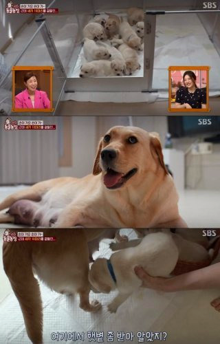 이강태 프로필 전참시 이강태 유튜버 포켓멍센터