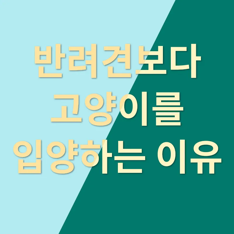 고양이 입양_1