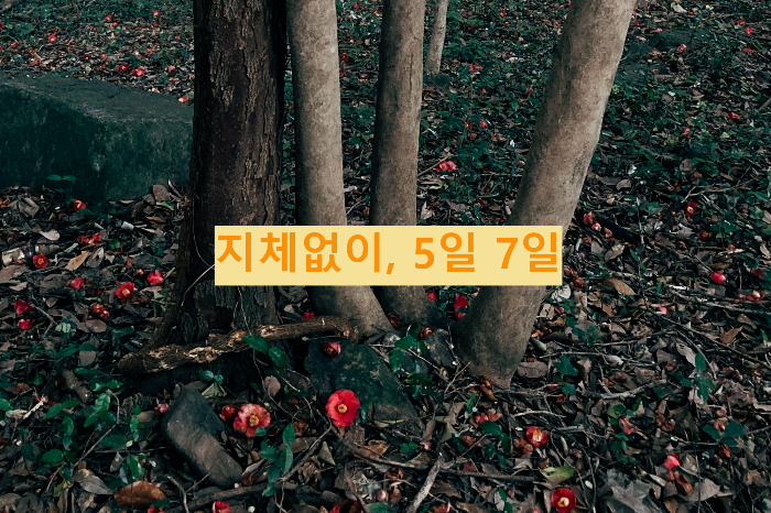 지체없이&#44; 5일 7일
