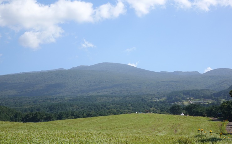 제주 오라동 메밀밭