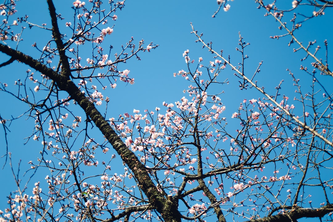 Cherry blossom.