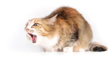 고양이 구내염/출처:어도비스톡