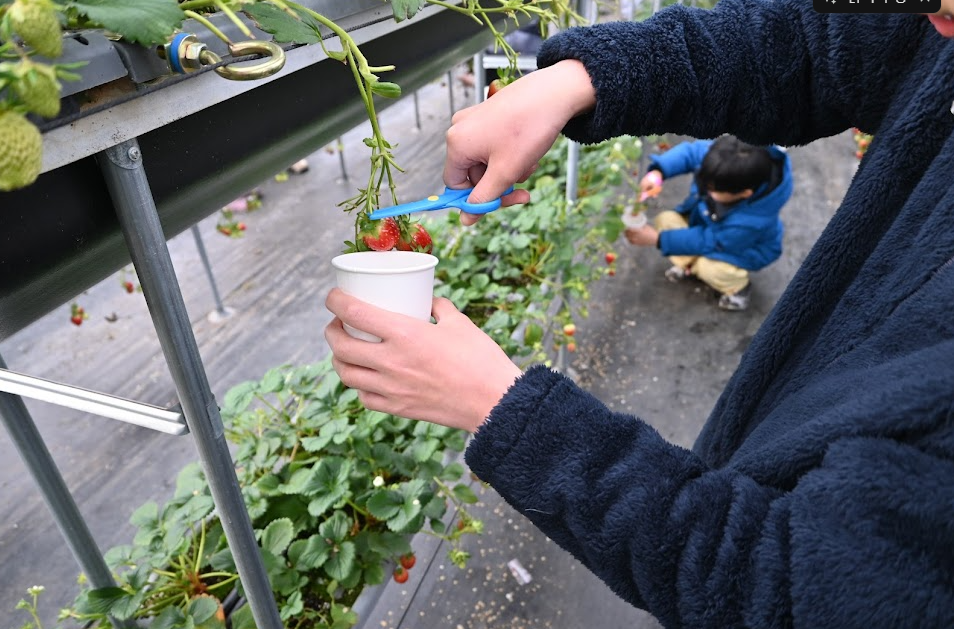 용인 포레스트벨 에서 딸기도 따고 동물 먹이도 주고 온 후기 사진 12