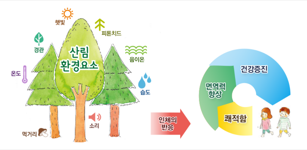 마음치유의 숲