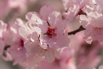 봄에 피는 꽃 종류와 개화 시기 총정리