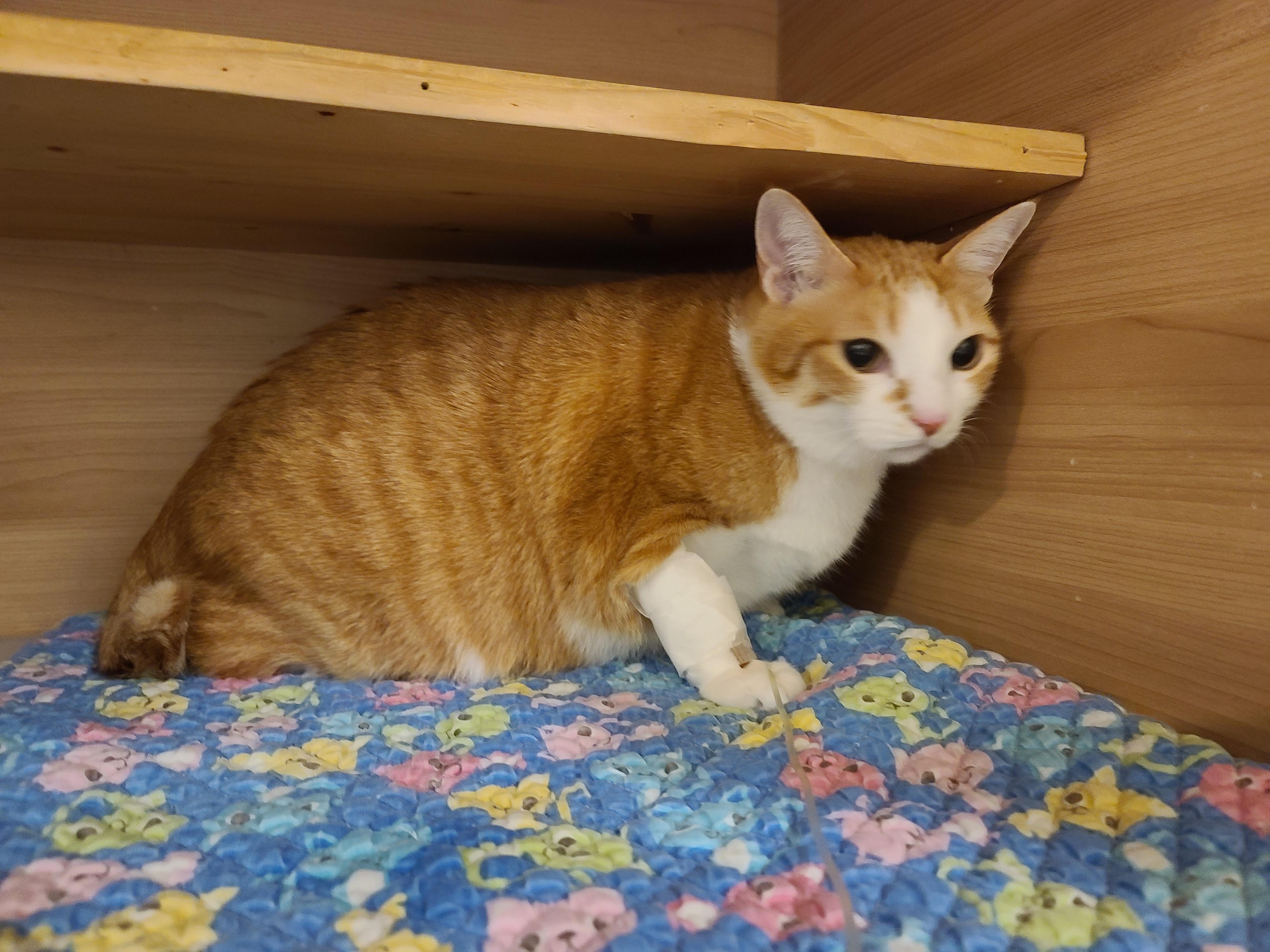 황달로 인한 호야의 입원. 고양이 황달.