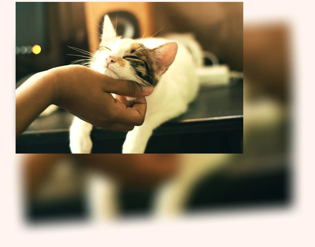 고양이 알레르기 완화 사료_3_subsection