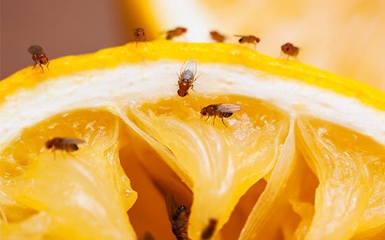 초파리 없애는 방법